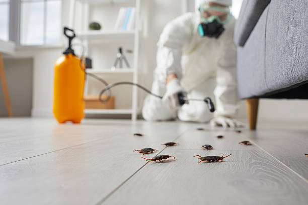 Commercial Rodent Management in Berlin